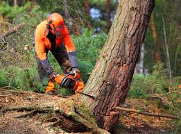 Tree and Shrub Care in Stryker, OH